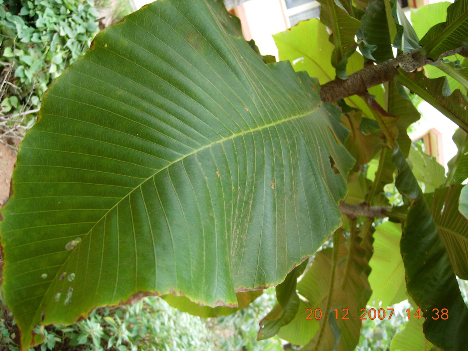 چولتا / دیلِنیا